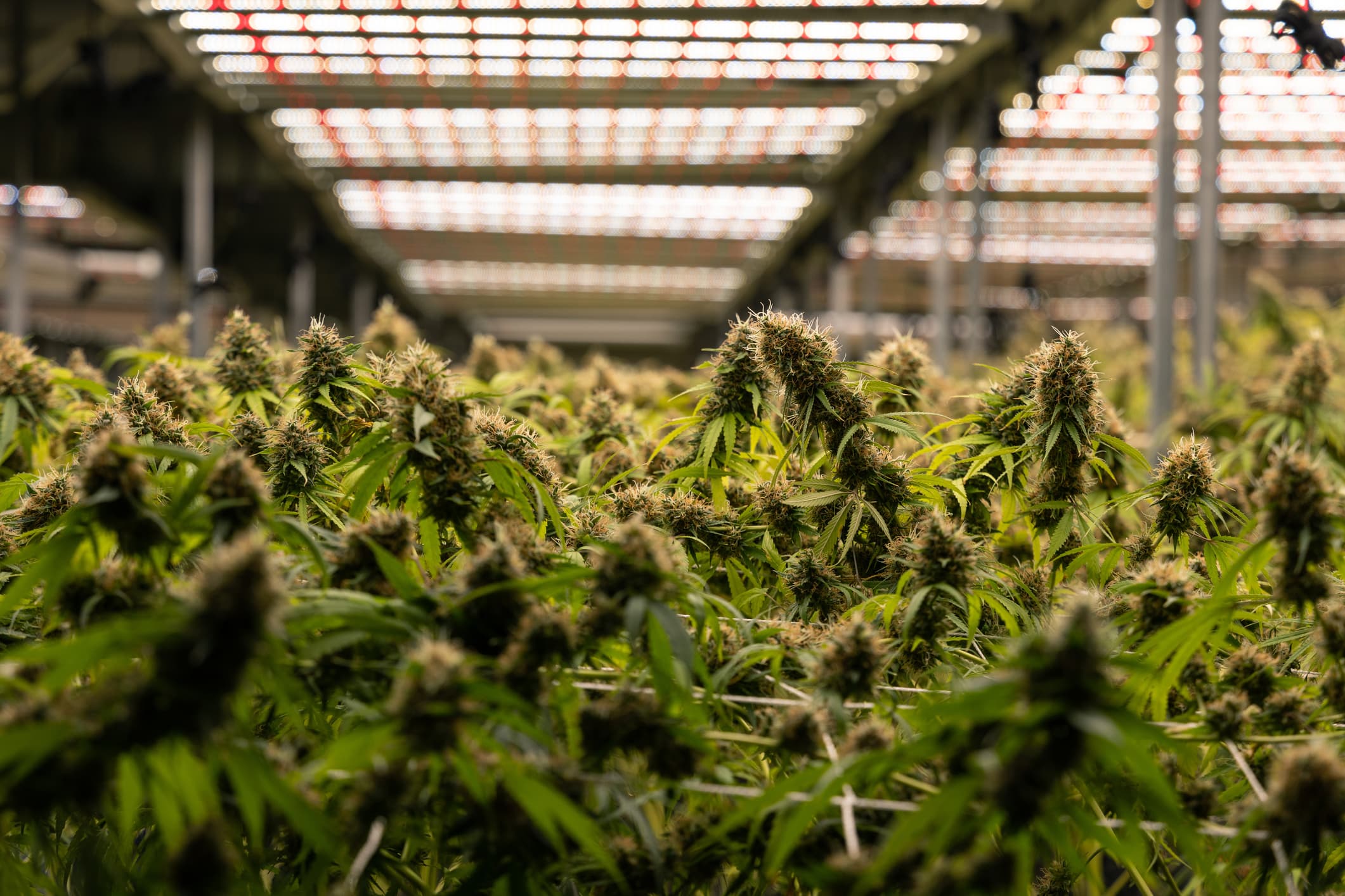 Meet The Founder Of The First Vertically Integrated Cannabis Company Majority-Owned By A Black And Latina American In The US